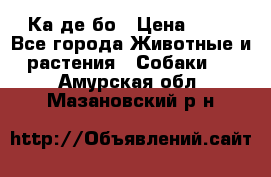 Ка де бо › Цена ­ 25 - Все города Животные и растения » Собаки   . Амурская обл.,Мазановский р-н